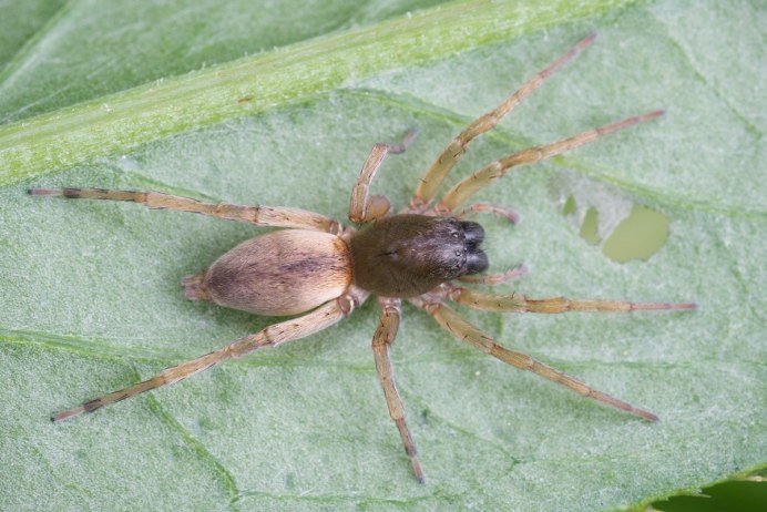 Паук Cheiracanthium punctorium