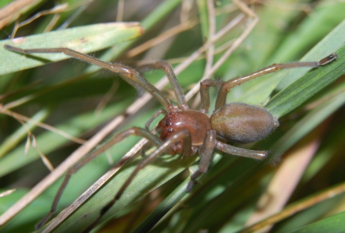 Cheiracanthium inclusum паук