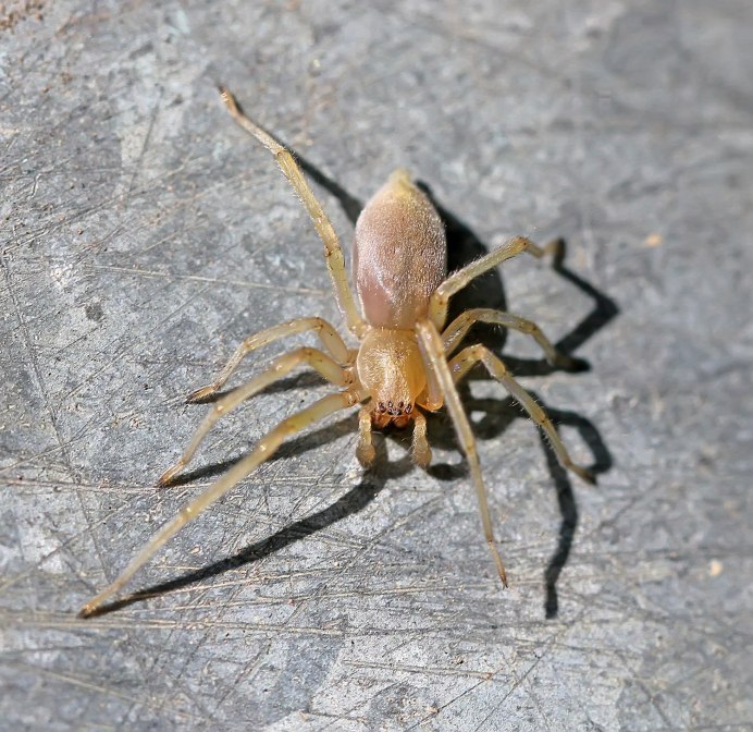 Steatoda Nobilis