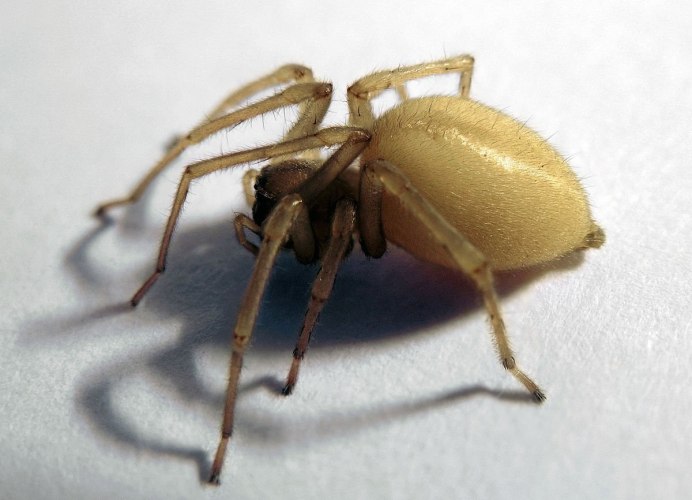 Желтосумый паук Cheiracanthium punctorium