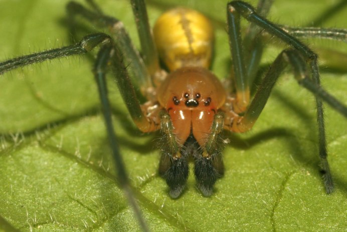 Clubiona Clubionidae пауки