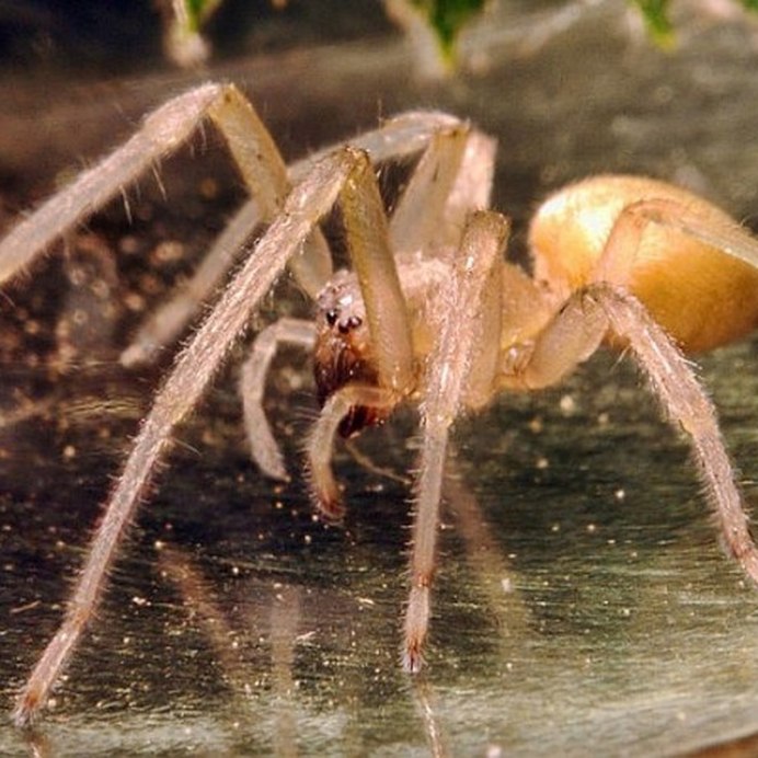 Cheiracanthium punctorium