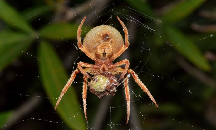 Сумчатый паук Cheiracanthium punctorium
