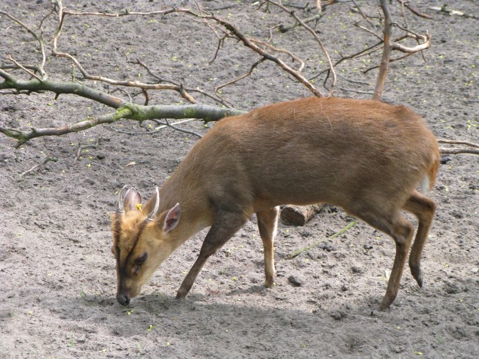 Giant Muntjac