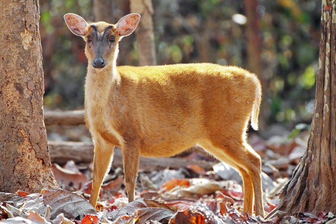 Muntiacus atherodes