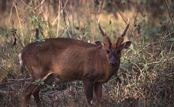 Muntiacus vuquangensis