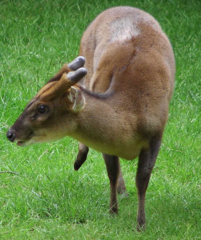 Muntiacus Reevesi