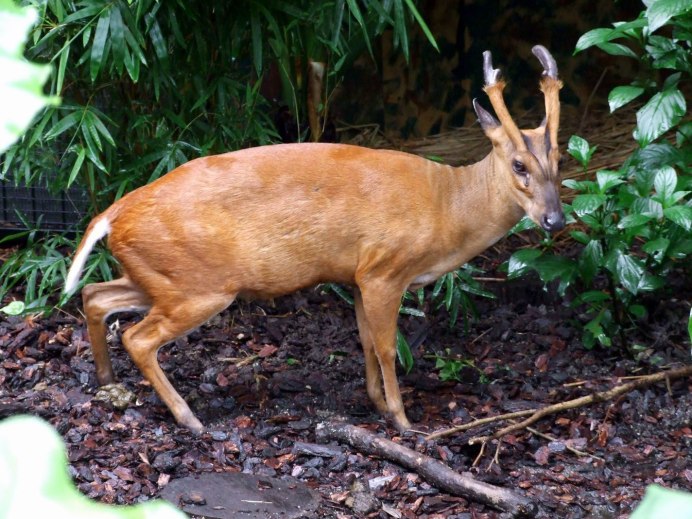 Fricius animal est er