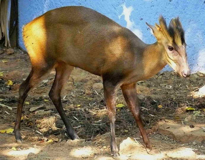 Новорожденный мунтжак