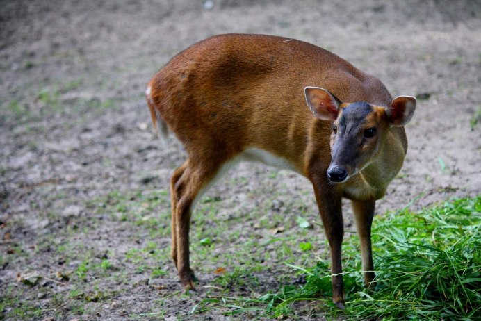 Muntiacus putaoensis