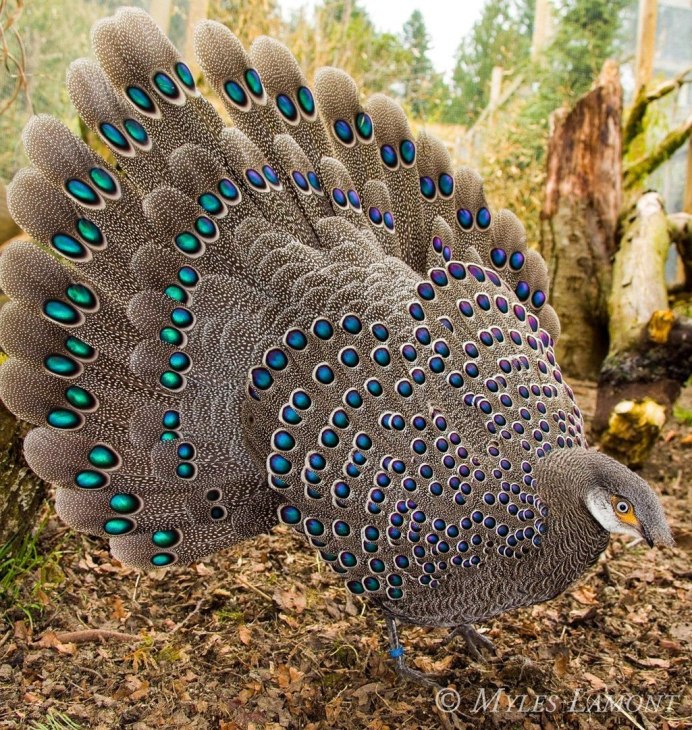 Павлиний фазан (Polyplectron bicalcaratum)