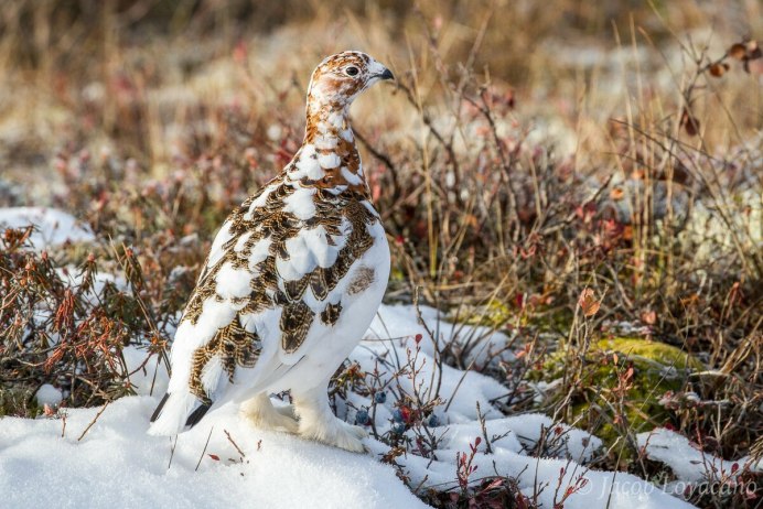 Серая куропатка (Perdix Perdix)