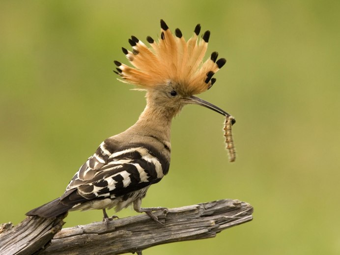 Laughingthrush птица
