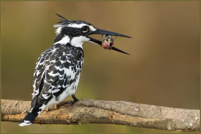 Бекас обыкновенный (Gallinago Gallinago