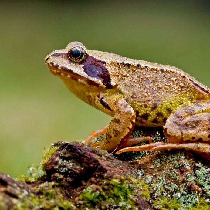 Свистящая квакша