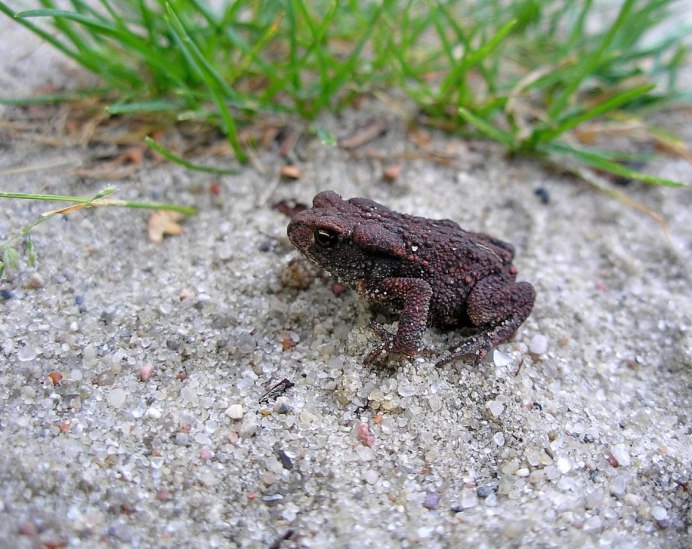 Кубинский Свистун лягушка