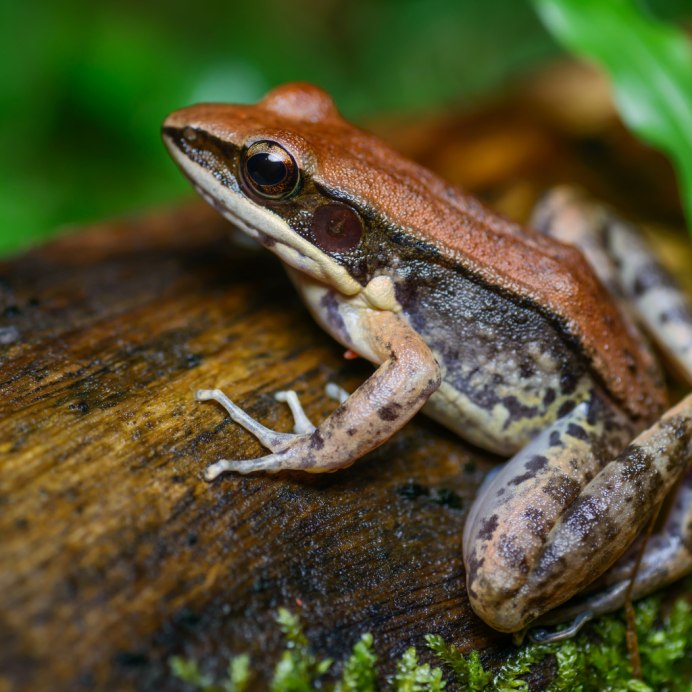 Североамериканская древесная лягушка