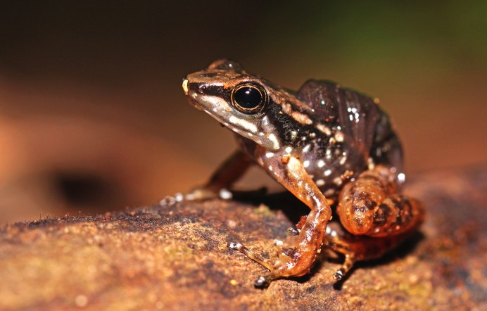 КЕРАЛЬСКАЯ жаба