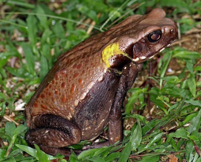 Бурая жаба Bufo guttata