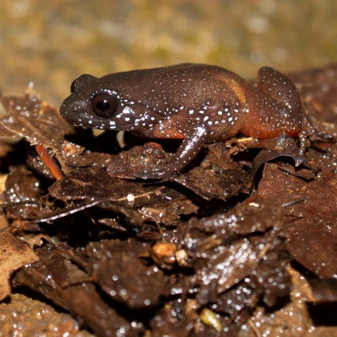 Темно коричневая лягушка