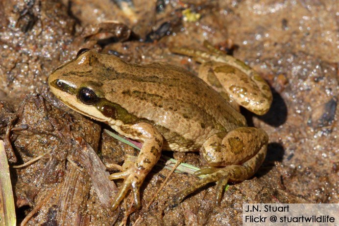 Желто коричневая лягушка