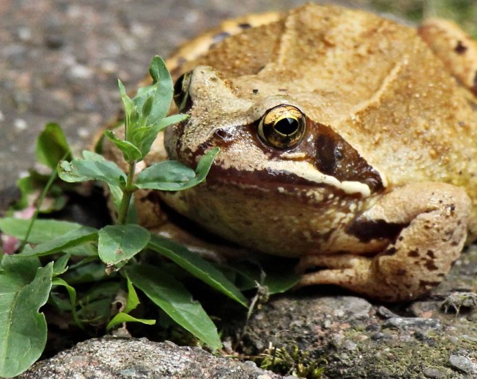 Остромордая зеленая лягушка