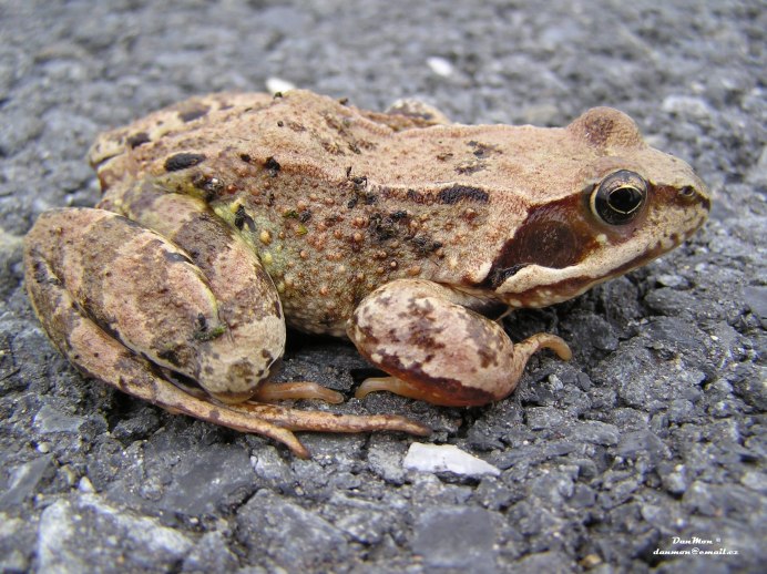 Травяная лягушка (Rana temporaria Linnaeus)
