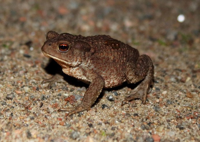 Жаба Бломберга