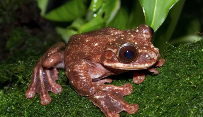 Белогубая квакша