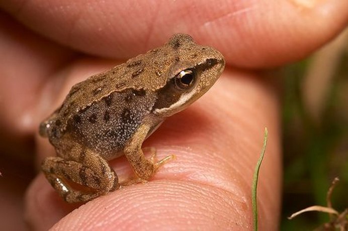 Paedophryne amauensis