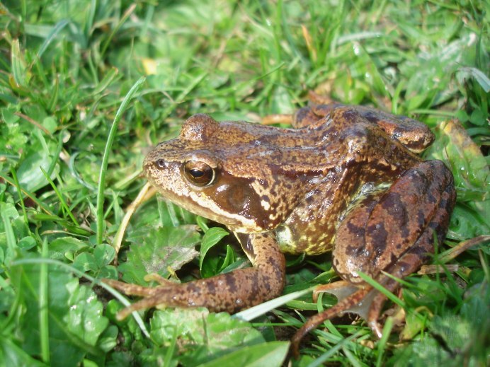 Травяная лягушка среда обитания