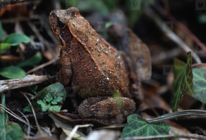 Лягушка коричневого цвета