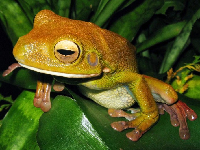 Белогубая квакша