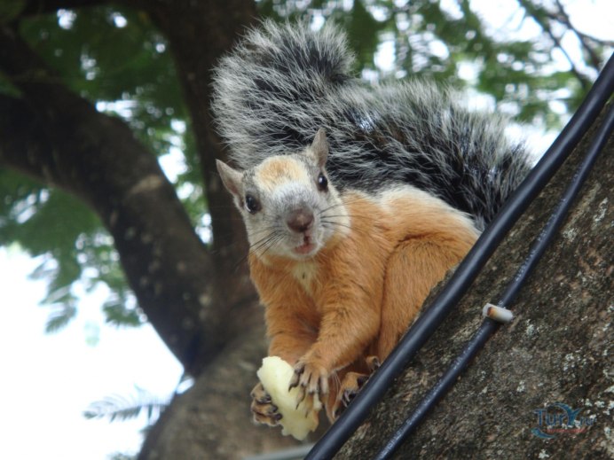 Sciurus vulgaris