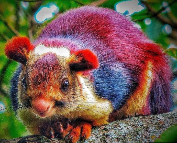 Sciurus griseoflavus