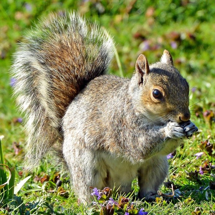 Sciurus VARIEGATOIDES