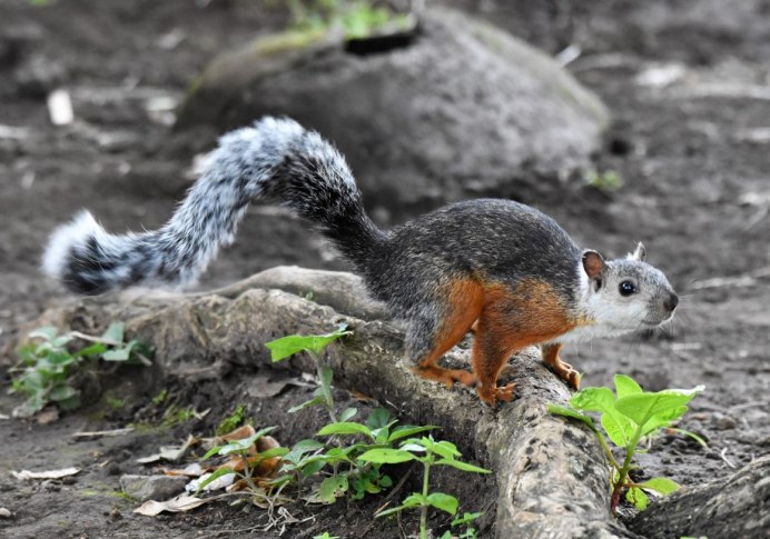 Трёхцветная белка (Callosciurus notatus)