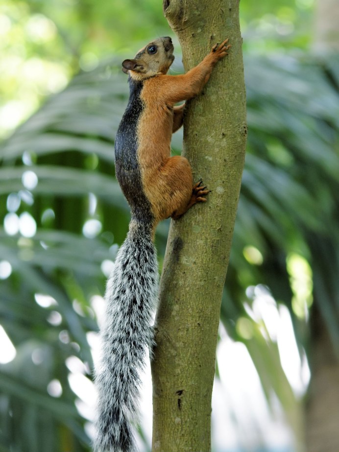 Белка (Sciurus)