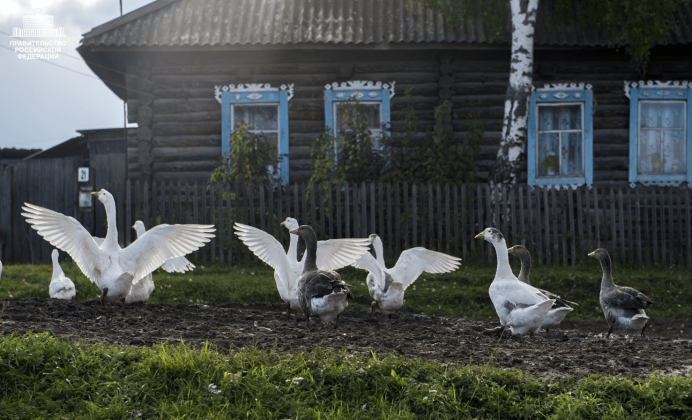 Гусь деревенский