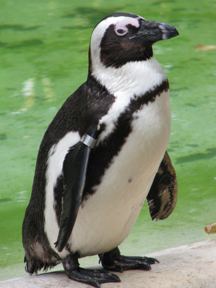 Пингвин разновидности