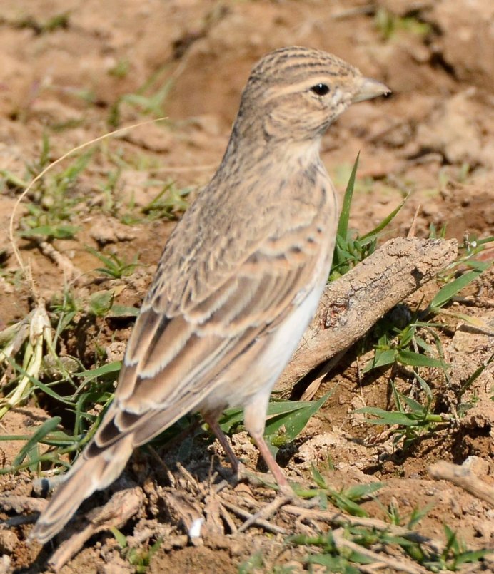 Calandrella cheleensis tuvinica - солончаковый Жаворонок