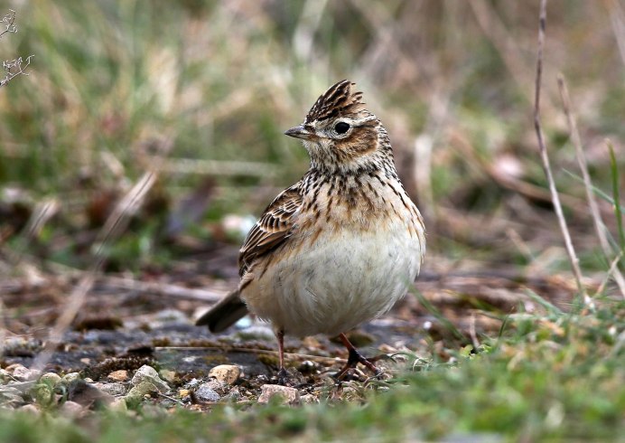 Рогатый Жаворонок (Eremophila alpestris)