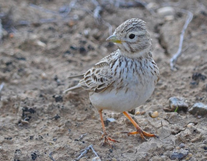 305. Серый Жаворонок (Calandrella rufescens)