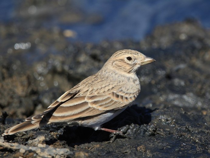 Calandrella rufescens