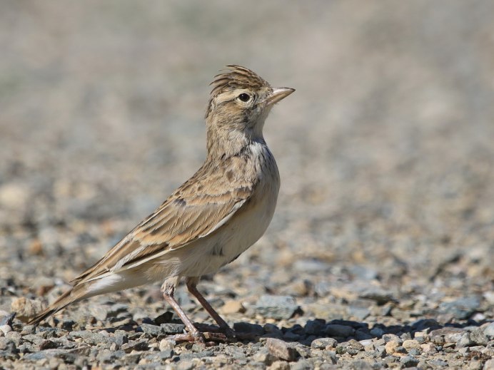 Calandrella rufescens