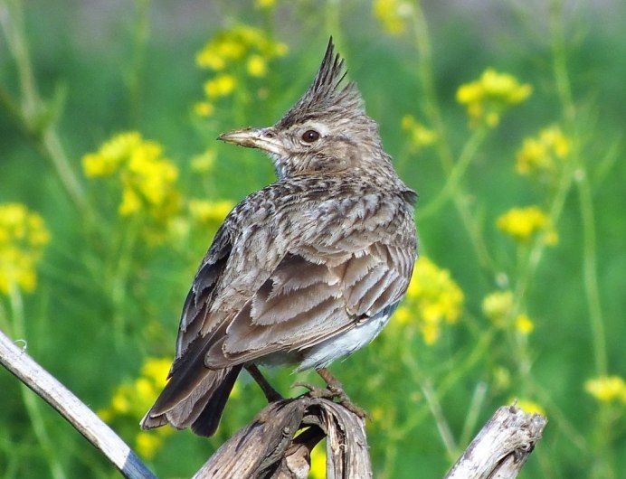 305. Серый Жаворонок (Calandrella rufescens)
