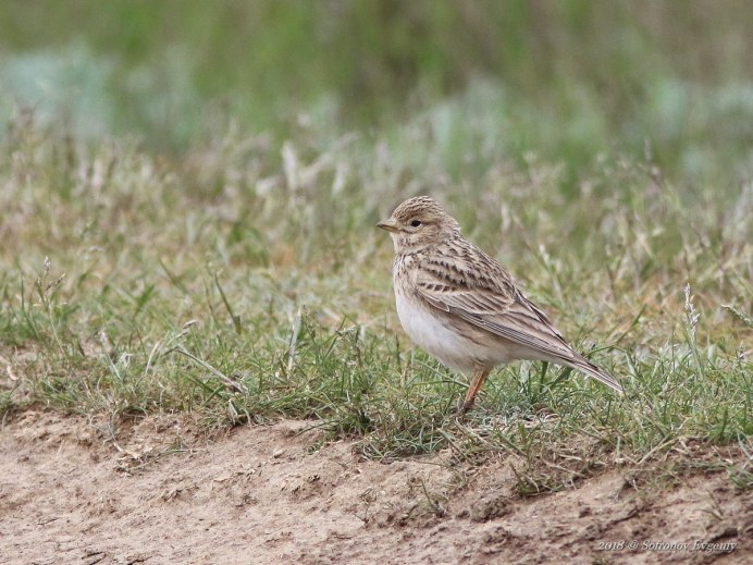 Calandrella rufescens