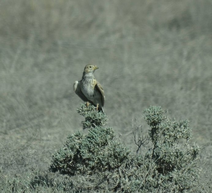 Kybos rufescens