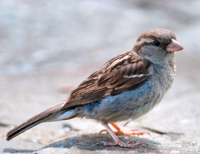 Полевой Воробей (passer montanus)