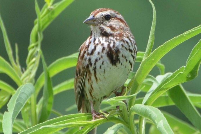 Воробей каменный желтогорлый - Petronia superciliaris